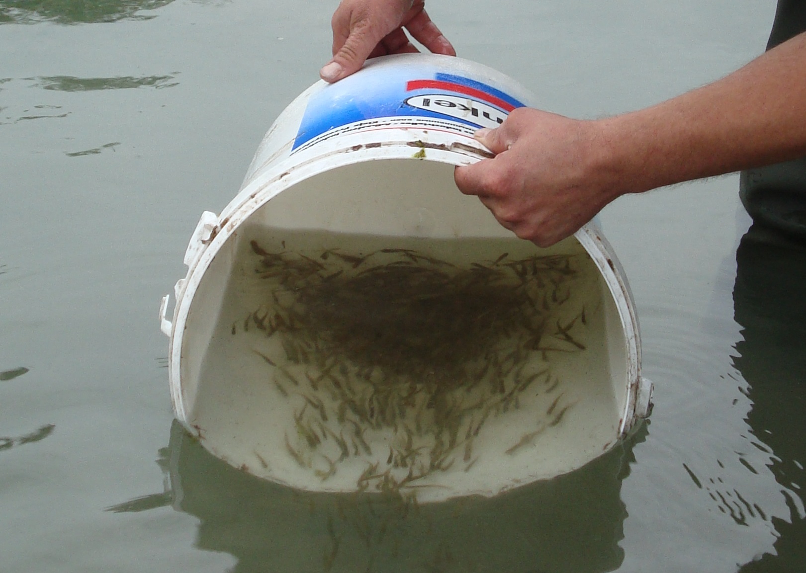Jungfische werden in die weiten des Baggersees entlassen